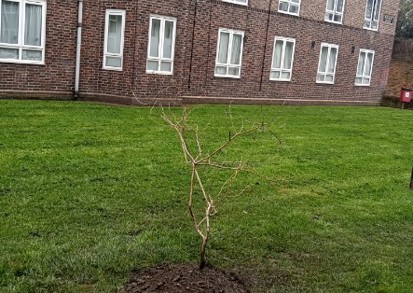 Oak tree recently planted