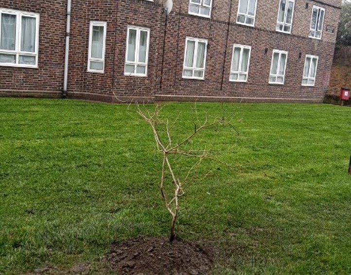 Oak tree recently planted