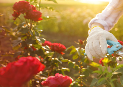 Rose Prune Nhg