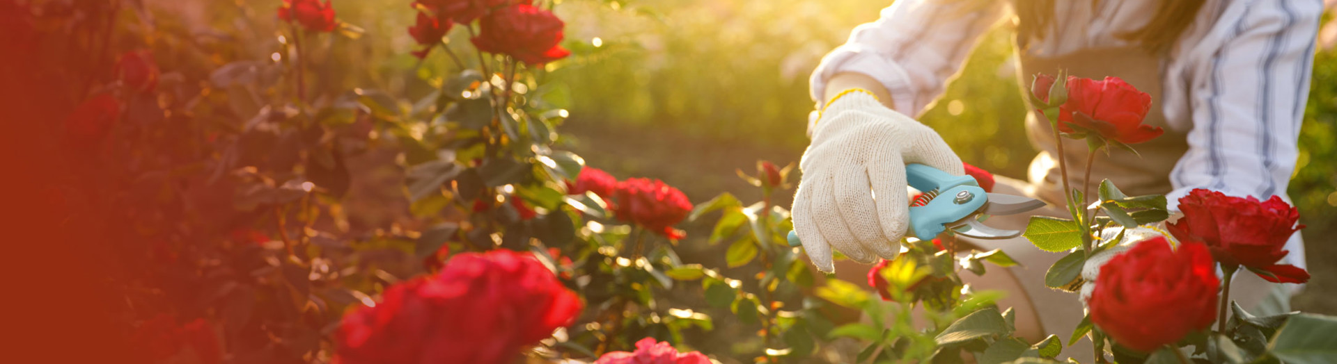 Rose Prune Nhg