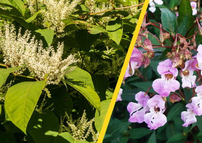 Varieties of invasive plants.