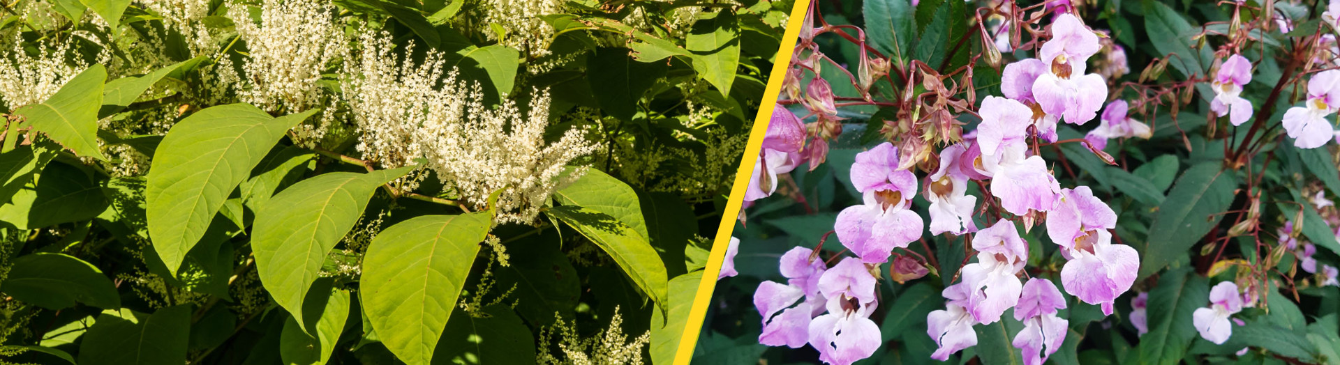 Varieties of invasive plants.