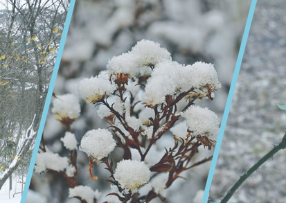 Winter Gardening Nhg
