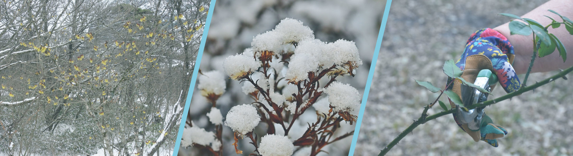 Winter Gardening Nhg